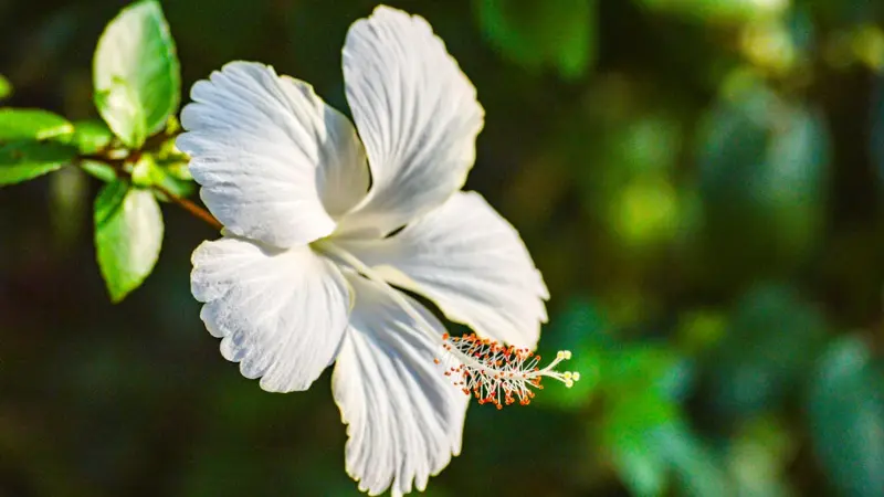 Close-up of a pure white Hibiscus flower with a prominent staminal column against dark green bokeh.