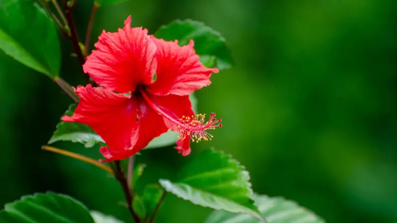Vibrant red Hibiscus flower with yellow-tipped stamens against blurred green foliage.