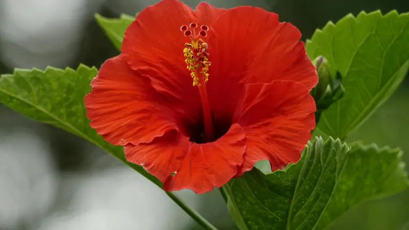 Large fully open deep red Hibiscus flower with a tall yellow staminal column.