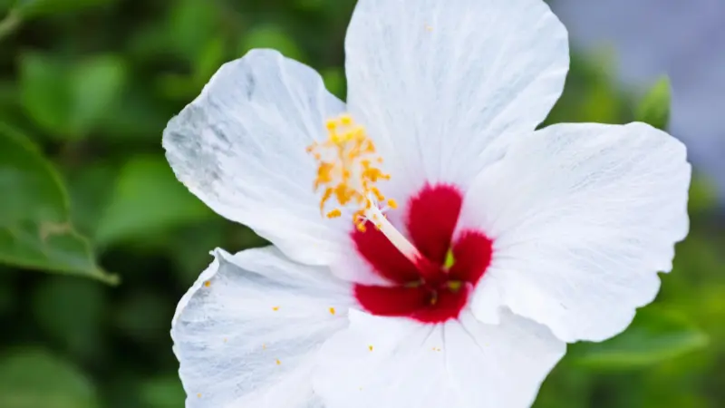 Macro view of a white Hibiscus flower with a deep red eye and orange-yellow anthers.