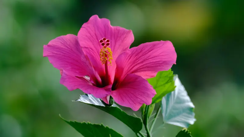Single bright magenta-pink Hibiscus flower in full bloom against a blurred garden background.