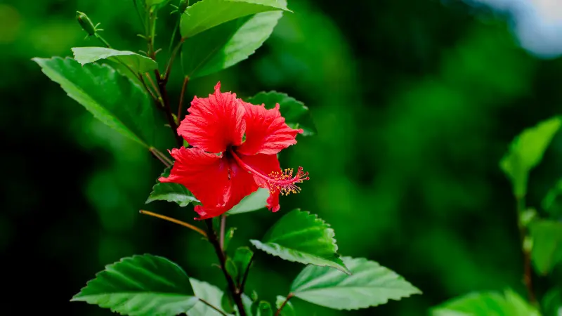 Red Hibiscus flower blooming near the top of a leafy branch.