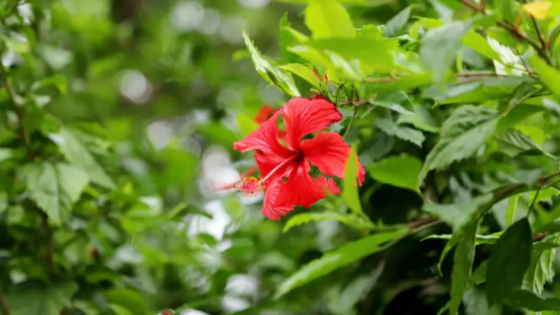 Red Hibiscus flower nestled among dense green garden foliage.