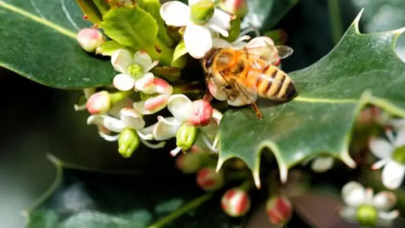 Honeybee foraging on small white Holly flowers among glossy spiky leaves.