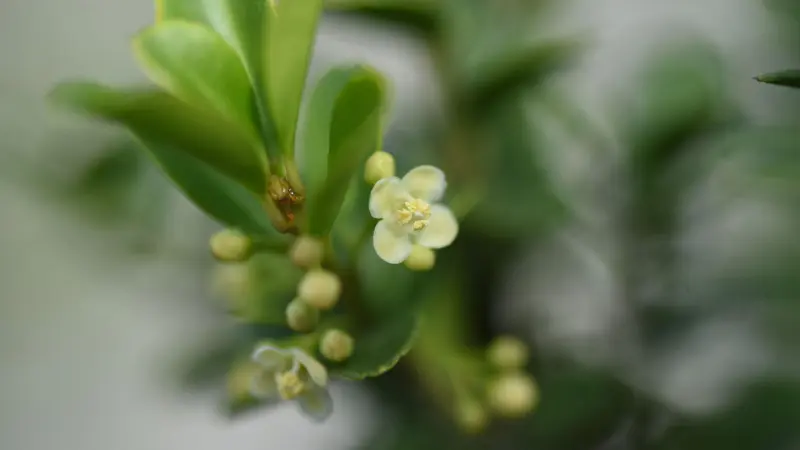 Bee foraging on a dense cluster of small white Holly flowers with green berries.