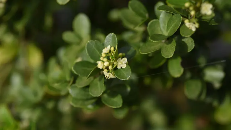 Cluster of small white Holly flowers on wet spiky leaves with a ladybird.