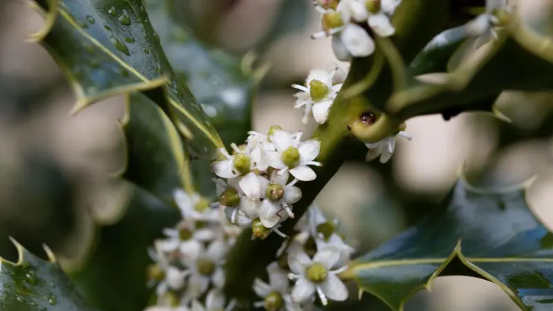 Small white four-petalled Holly flowers with yellow stamens among smooth dark green leaves.