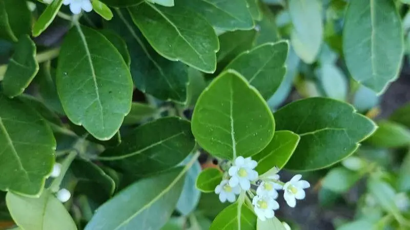 Raceme of small white Holly flowers with a bright red beetle on the stem.