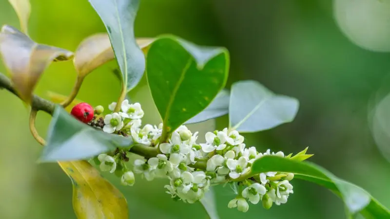 Dense spike of bright yellow Holly flower blooms surrounded by large dark green spiky compound leaves, photographed in warm directional li