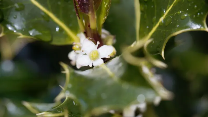 Single small white Holly flower nestled among glossy dark green leaves.