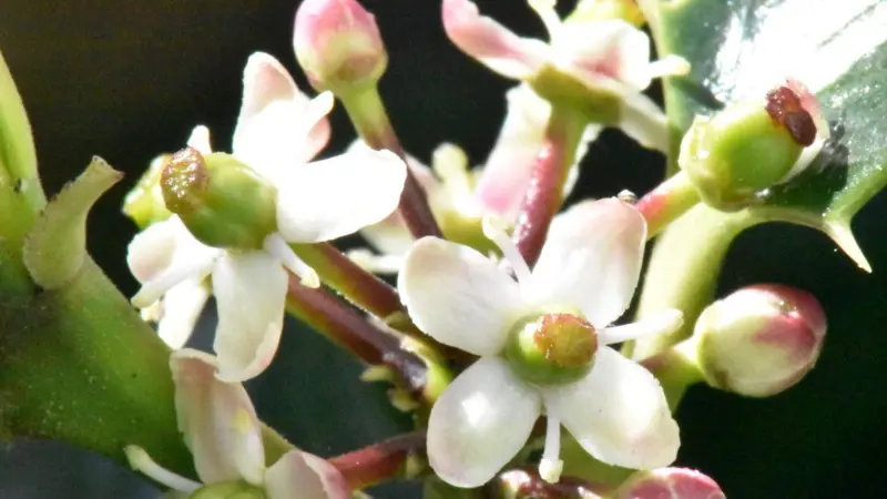 Macro close-up of a Holly flower cluster with open blooms and pink-green buds.