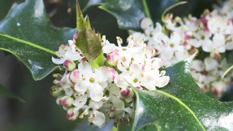 Full cluster of small white Holly flowers with pink-tipped buds among glossy leaves.