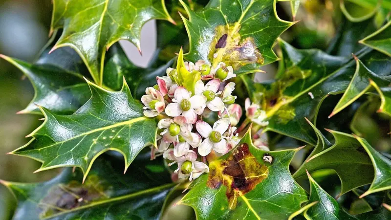Small white and pink Holly flowers blooming among variegated holly leaves.