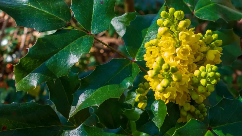 Upright stems of small green Holly flower buds above spiky leaves.