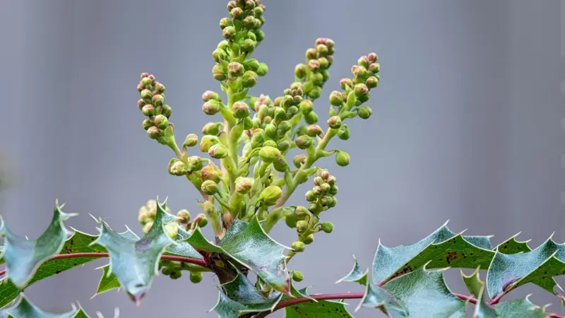 Small cluster of white Holly flowers with pink buds between glossy leaves.