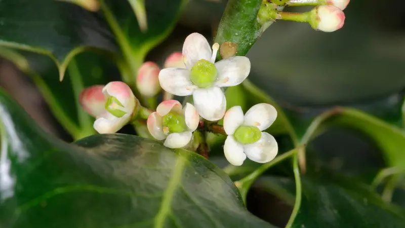 Cluster of creamy white Holly flowers with yellow-green centres.