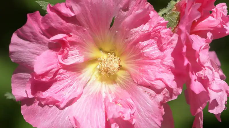 Pink Hollyhock flower with ruffled petals and a golden-yellow centre.