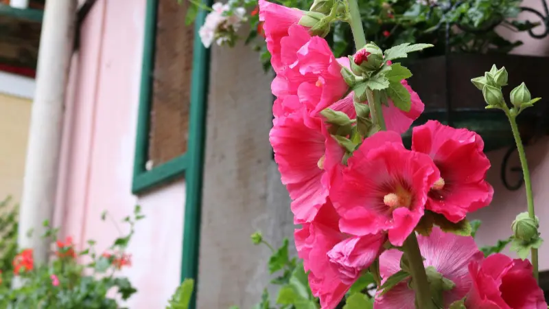 Bright pink Hollyhock flowers climbing beside a pink house wall and green window frame.