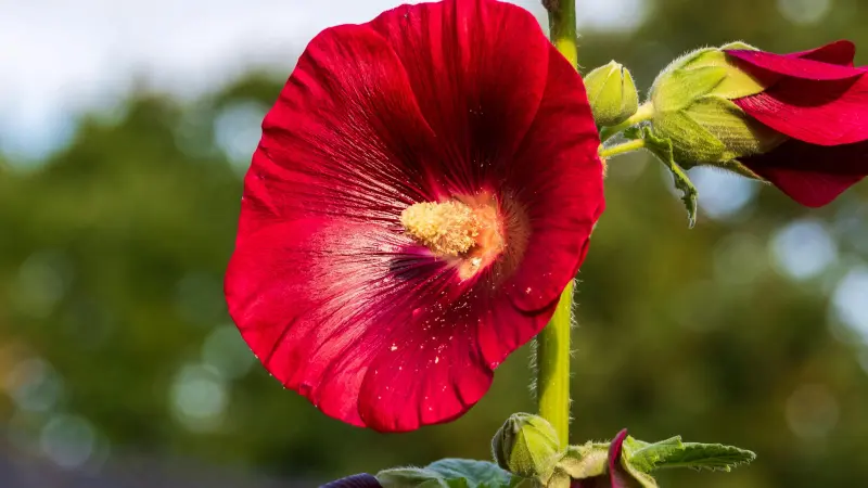 Close-up of a deep red Hollyhock flower with a dark centre and yellow pollen.
