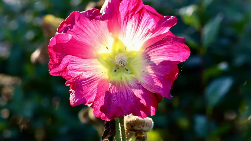 Backlit magenta Hollyhock flower glowing with a pale yellow centre.