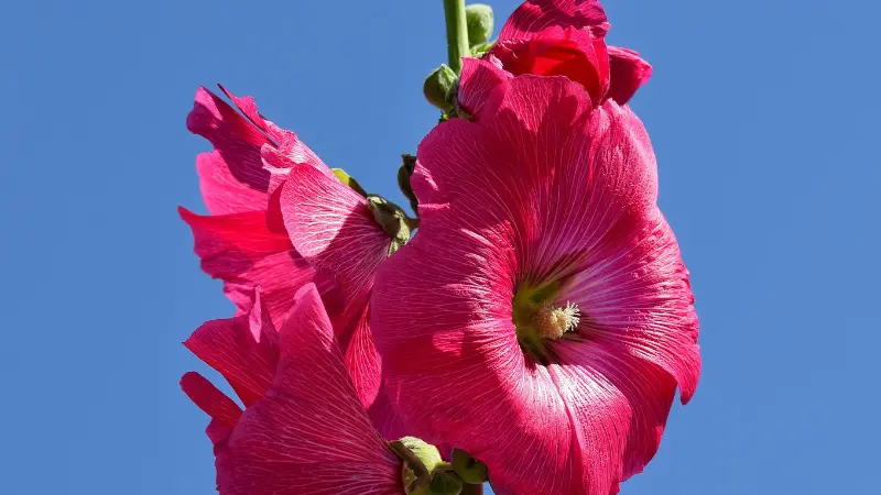 Two deep pink Hollyhock flowers with ruffled petals against a blue sky.