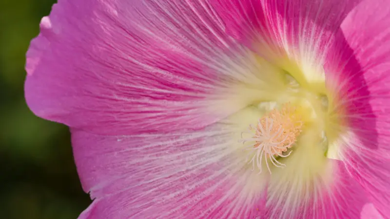 Extreme close-up of a pink Hollyhock flower centre showing fine veining and stamens.