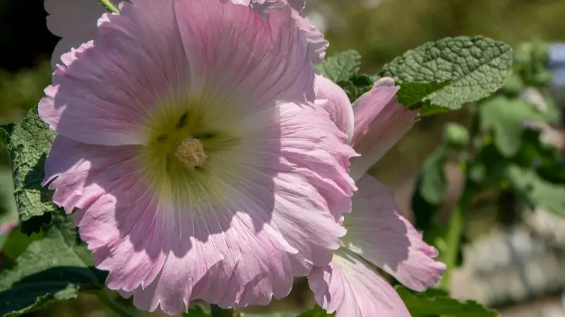 Pale pink Hollyhock flower with a yellow-green centre beside a textured leaf.