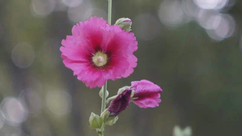 Raspberry pink Hollyhock flower beside a closed pink bud.
