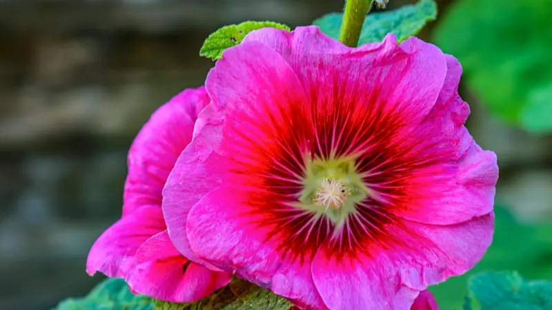 Bright magenta Hollyhock flower with a dark red starburst pattern at its centre.