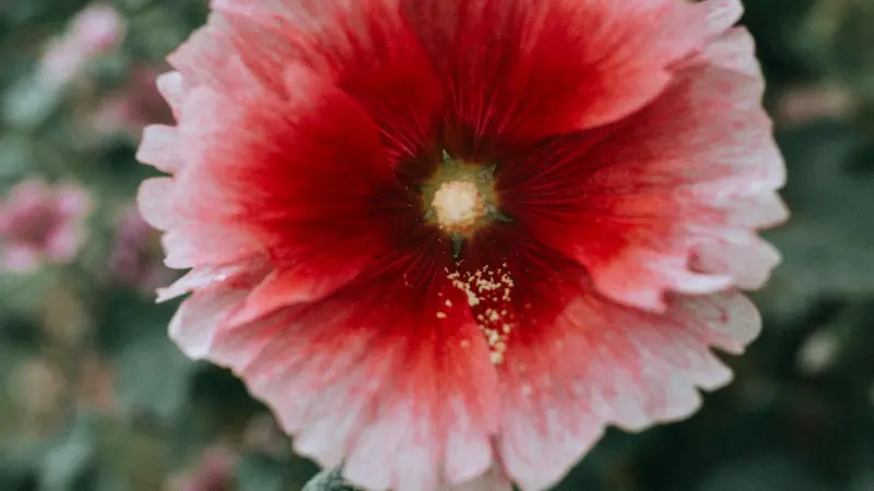 Red Hollyhock flower with a deep maroon centre and visible pollen.