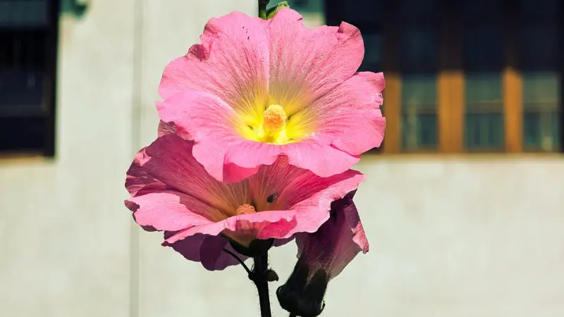 Two pink Hollyhock flowers, one glowing with a backlit yellow centre, against a building façade.