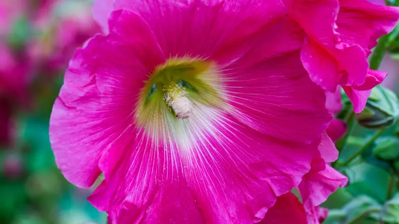 Close-up of a bright pink Hollyhock flower with a pale veined centre and yellow stamens.