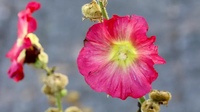 Magenta Hollyhock flower with a bright yellow-green centre and nearby seed pods.
