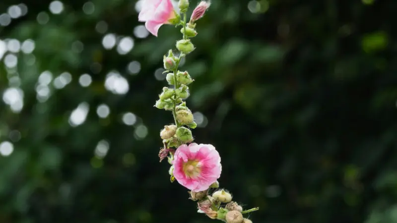 Tall Hollyhock flower stalk with pink blooms and unopened green buds against a dark green background.