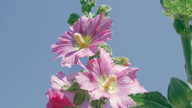 Two light pink Hollyhock flowers with yellow centres photographed against a clear blue sky.