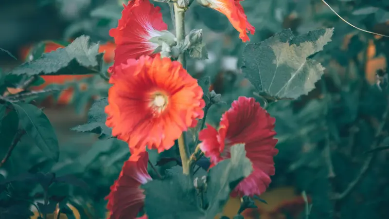 Orange and dark red Hollyhock flowers blooming on a leafy stem.