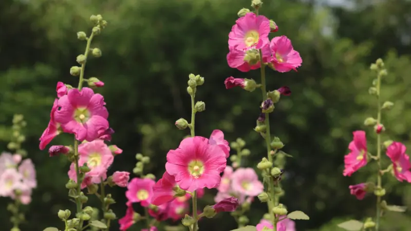 Several pink Hollyhock flowers blooming on tall stalks in a sunny garden.