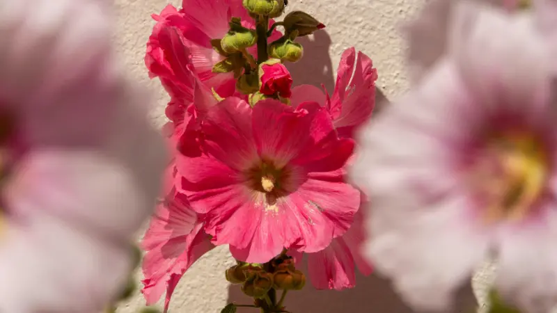 Pink Hollyhock flowers with white centres blooming against a white wall.