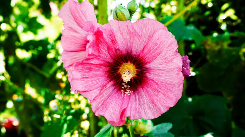 Pink Hollyhock flower with a dramatic dark red centre and yellow throat.