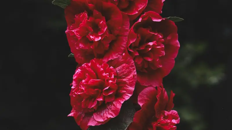Cluster of ruffled deep red double Hollyhock flowers with rose-like blooms.