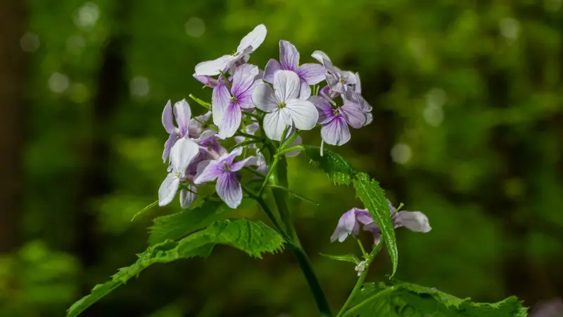 Cluster of pale purple and white Honesty flowers blooming among green leaves in a forest setting.