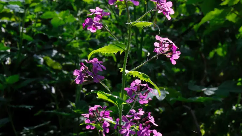 Tall Honesty plant stem with purple Honesty flowers growing among dense green foliage.