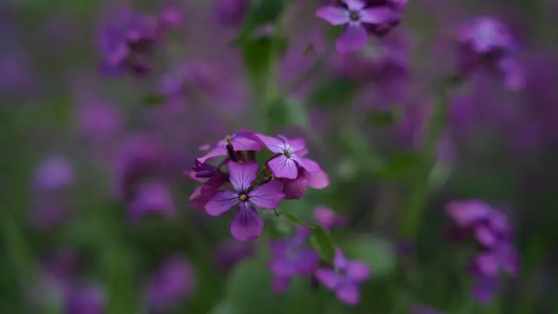 Purple Honesty flowers in a field with a soft bokeh background.