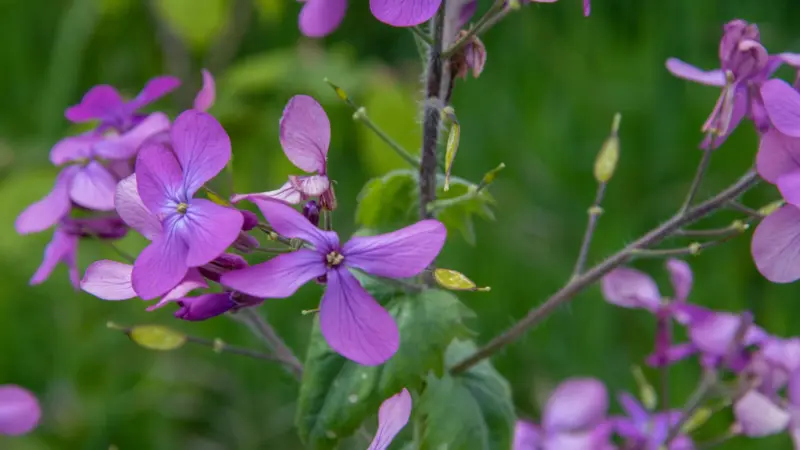 Purple Honesty flowers blooming alongside developing flat seed pods.