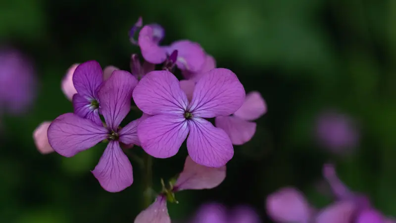 Purple Honesty flowers blooming in soft shaded light against a dark green background.