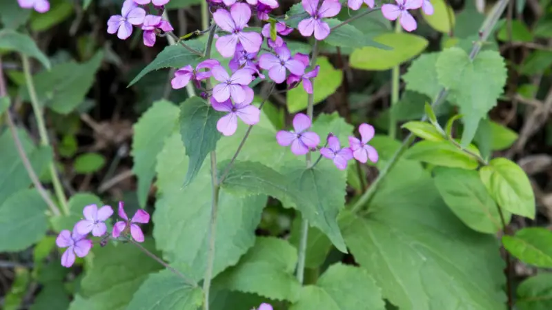 Purple Honesty flowers blooming among large heart-shaped green leaves.