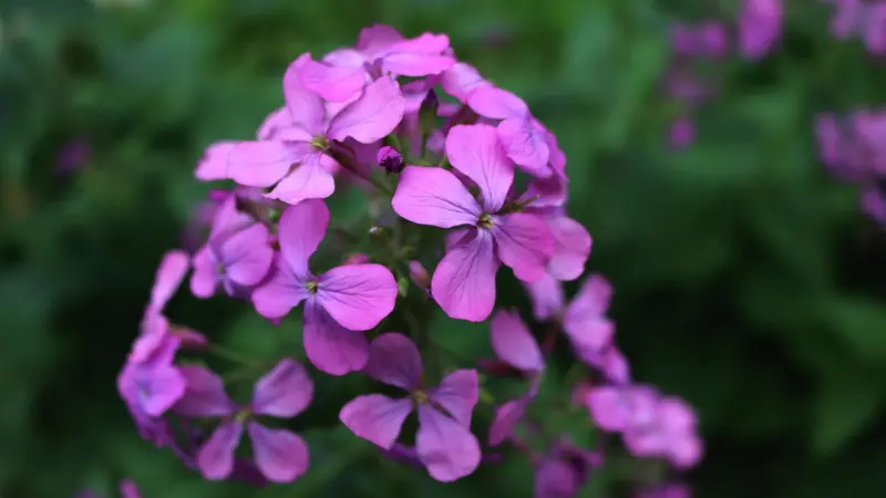 Close-up of a dense vivid purple Honesty flower cluster.
