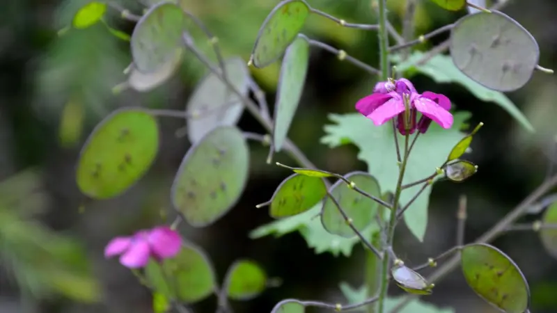 Honesty plant with translucent coin-shaped seed pods and a single pink Honesty flower.