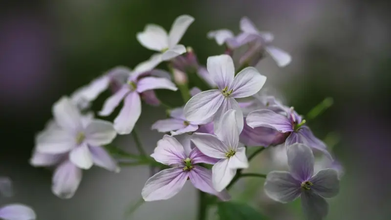 Pale lilac and white Honesty flowers blooming on a soft-focus stem.