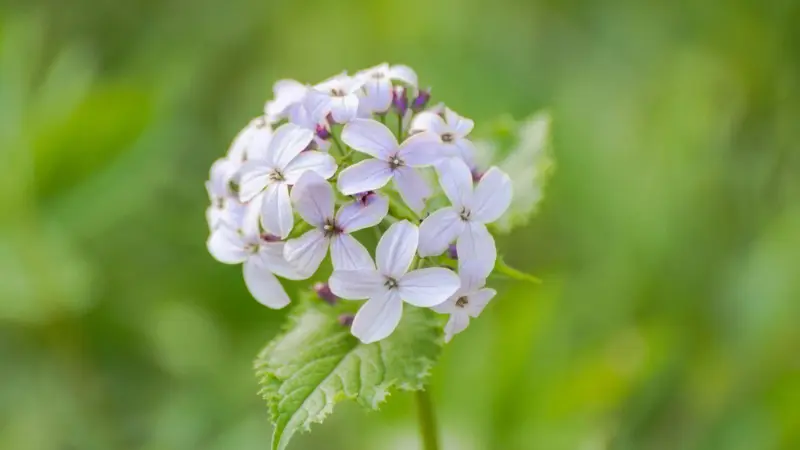 Round cluster of pale white and lilac Honesty flowers atop a leafy stem.